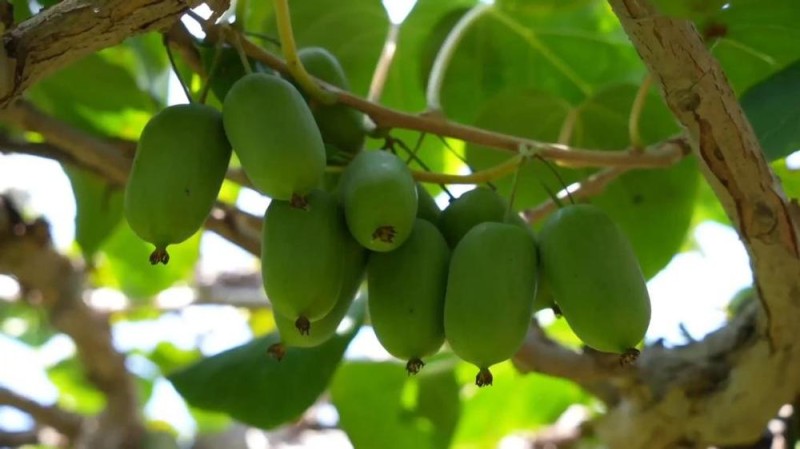 新华视点丨金秋丰收绘新景 乡村振兴谱华章