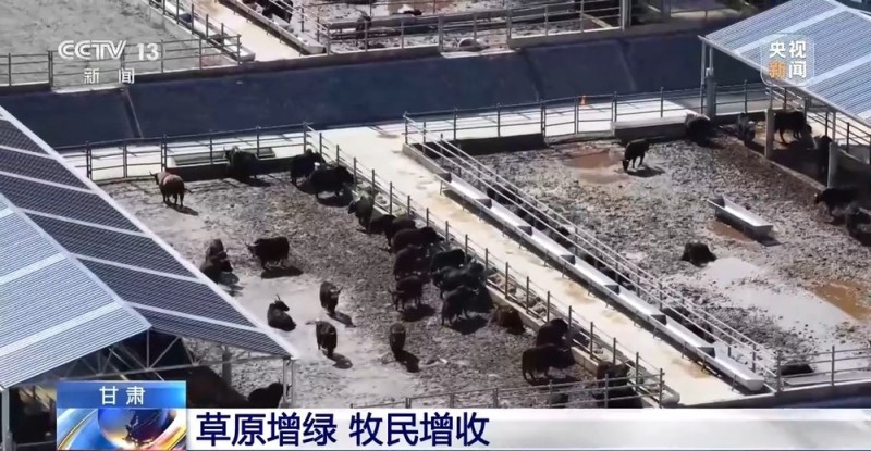 65万牛羊异地过冬 借牧双方资源互补催生产业新模式