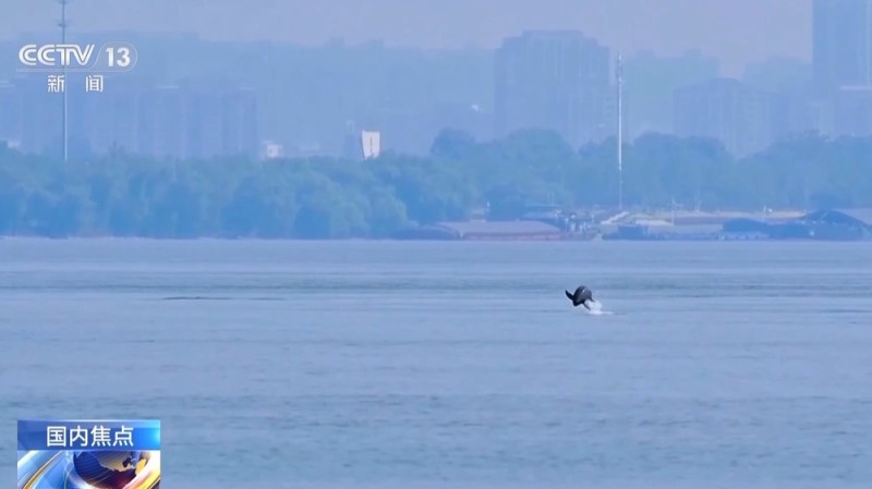 构建“空天地一体”智慧监测网络 我国长江江豚种群数量持续增长