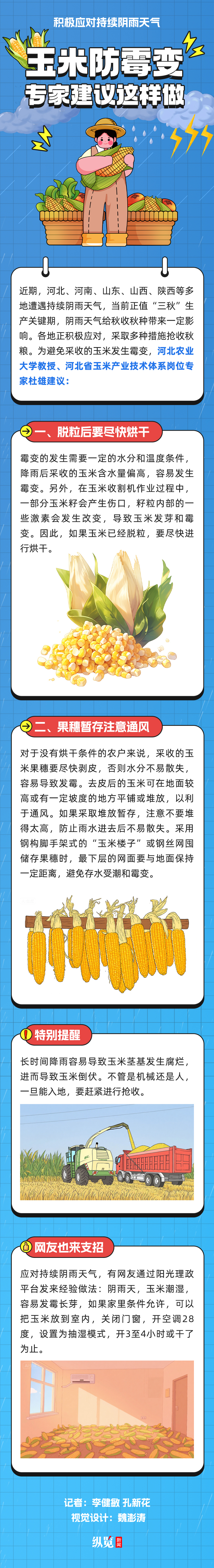 长图｜应对持续阴雨天气！玉米防霉变，专家建议这样做