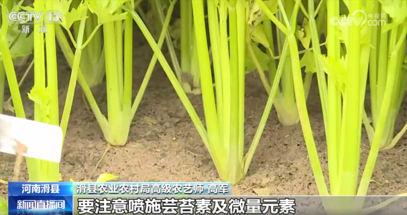 “多点发力”全力保障居民“菜篮子”供应 冬储菜价格亲民受欢迎