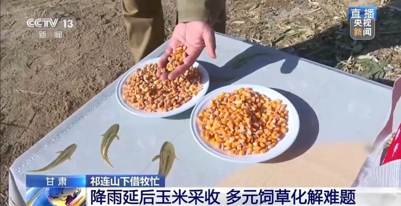 65万牛羊异地过冬 借牧双方资源互补催生产业新模式