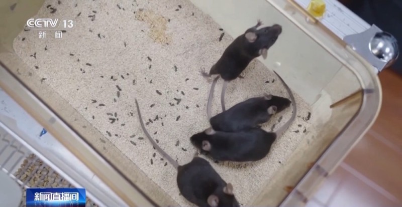 视频丨神舟二十一号带6项实验样品上天 为什么有4只小鼠？