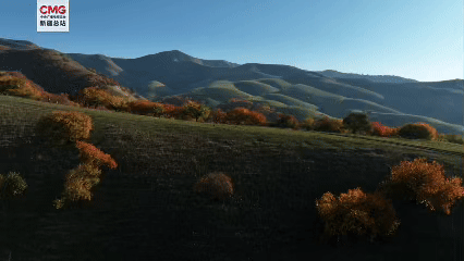 新疆新源：秋日“杏”运加载中 那拉提已“金”艳上线