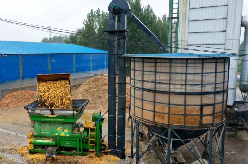 抢!多地连阴雨 争分夺秒保秋粮