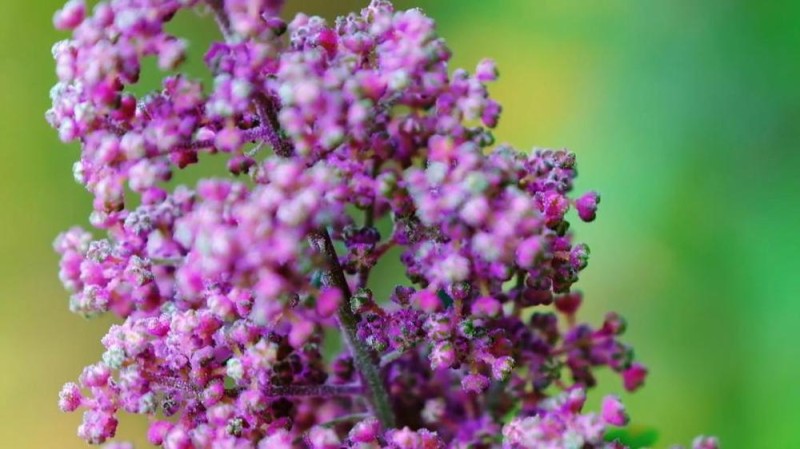 新华视点丨金秋丰收绘新景 乡村振兴谱华章