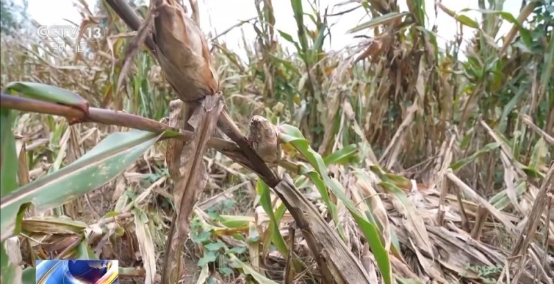 降雨导致秋粮受灾 与时间赛跑无人机助力抢收