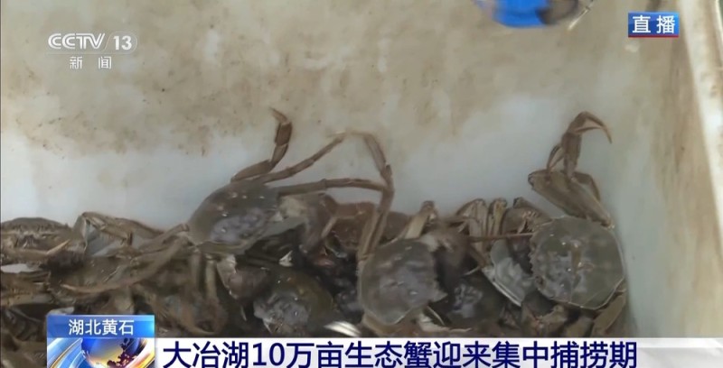视频丨10万亩生态蟹即将发往餐桌 工人师傅教你如何挑选“满膏蟹”