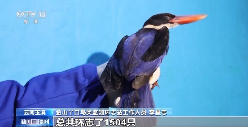 候鸟“打卡”哀牢山迁徙通道 鸟类环志工作启动