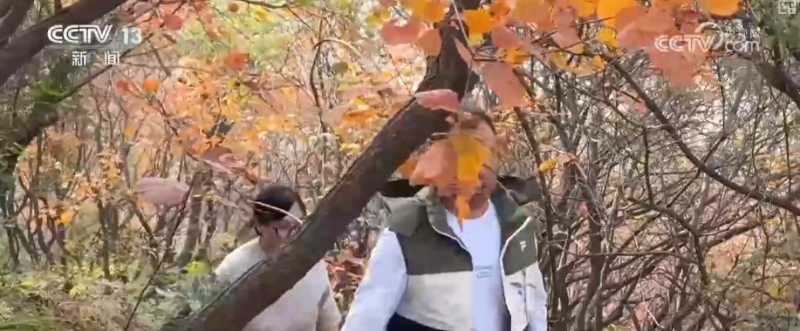 “斑斓秋色+新潮玩法”点燃赏秋游新热力 文旅新消费活力十足