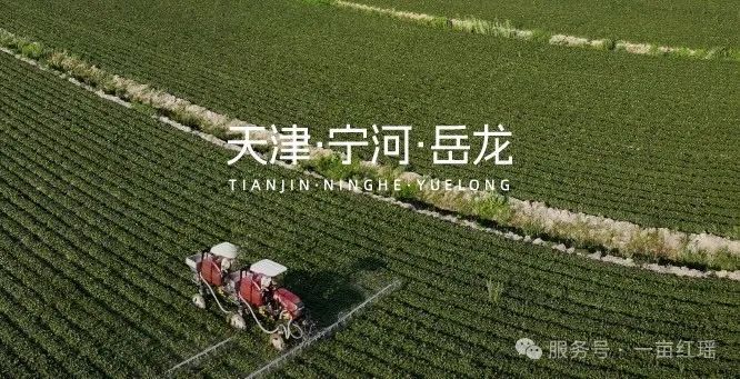 “农”墨重彩促振兴，天津秀出新“食”力！