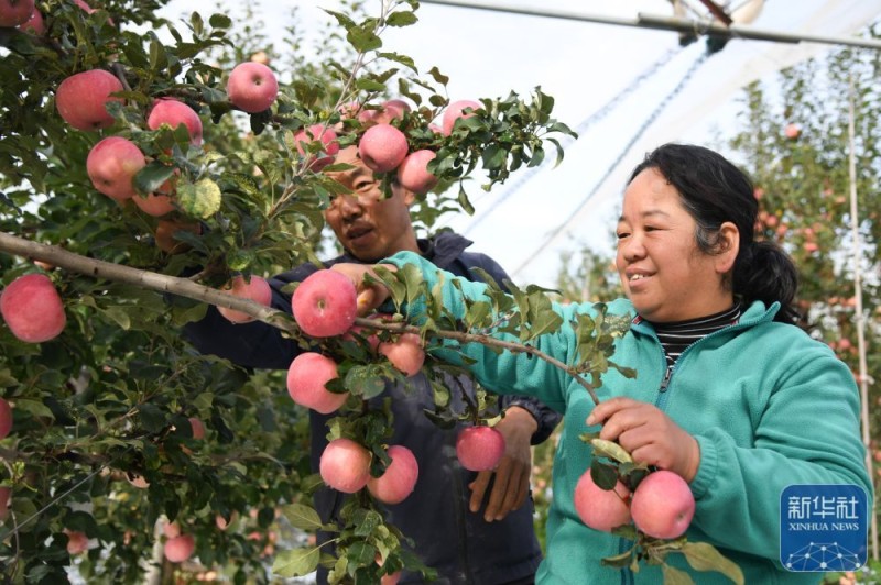 陕西延安：黄土高原迎来收获季