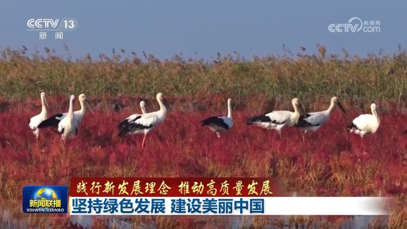 【践行新发展理念 推动高质量发展】坚持绿色发展 建设美丽中国