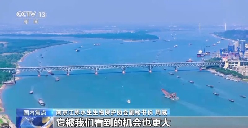 构建“空天地一体”智慧监测网络 我国长江江豚种群数量持续增长