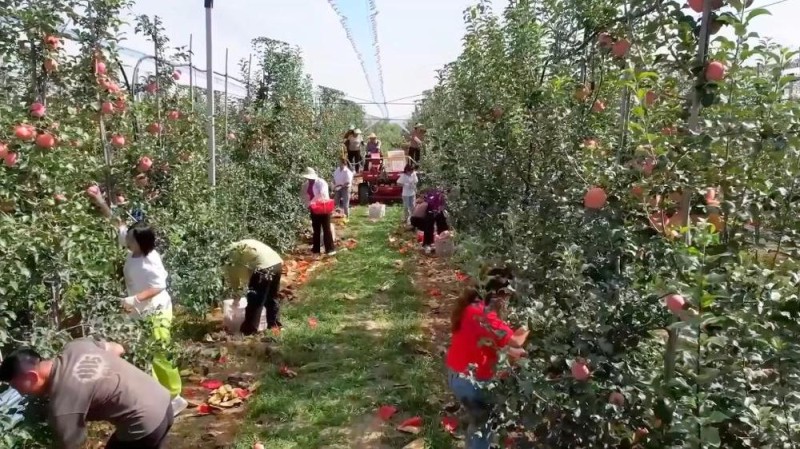 新华视点|特色农业“金钥匙” 打开乡村振兴“富民门”