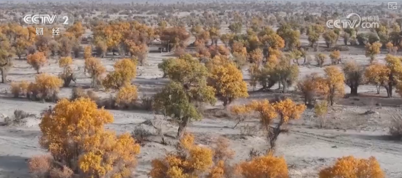 “斑斓秋色+新潮玩法”点燃赏秋游新热力 文旅新消费活力十足