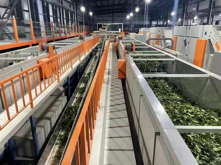 茶香漫峡谷 绿叶变“金叶”――西藏墨脱采茶人劳务品牌的2025年答卷