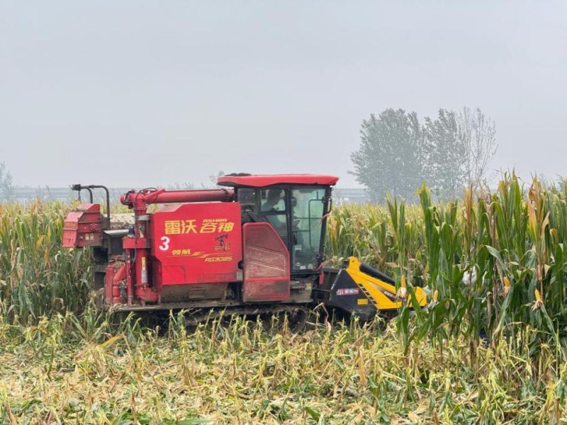 抢!多地连阴雨 争分夺秒保秋粮