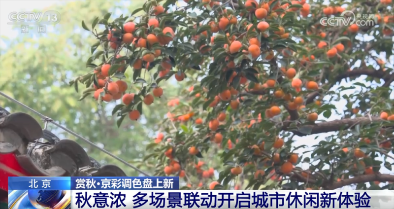 多场景联动打造“赏秋游”沉浸式新体验 “秋日经济”带火文旅消费新实践