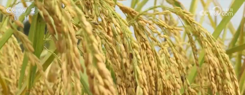 稻谷黄、果飘香 广袤田野“智”绘秋日好“丰”光