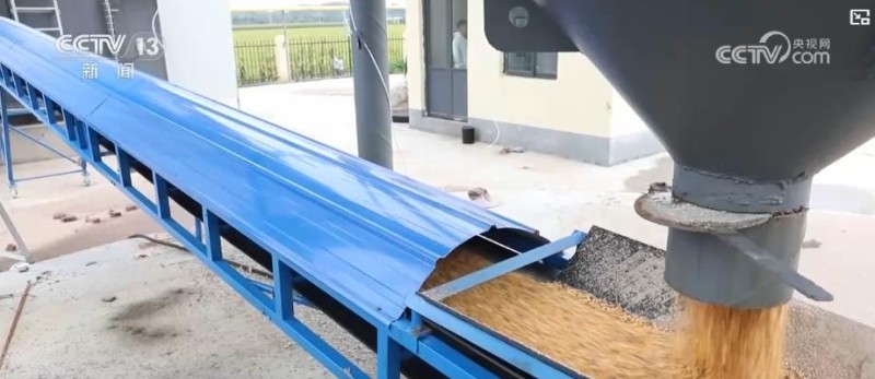 各地多举措战阴雨抢秋收：“粮食银行”护粮减损 烘干链闭环助农“收好粮卖好价”