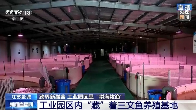 液化天然气储备基地里能养三文鱼？冷能解锁“冷经济”