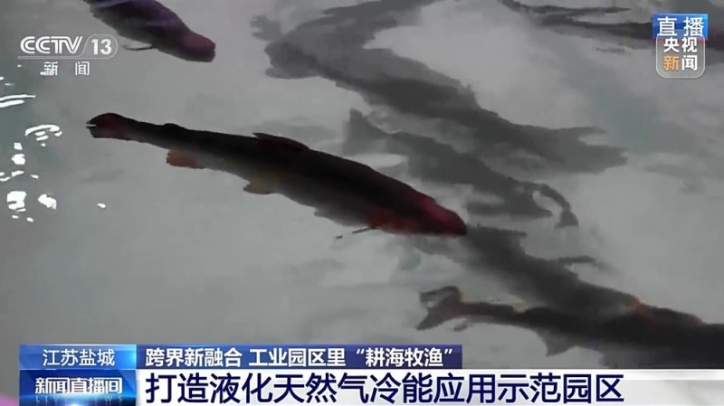 液化天然气储备基地里能养三文鱼？冷能解锁“冷经济”