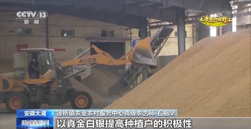 秋收时节秋雨绵绵 各地抢收抢烘确保秋粮颗粒归仓