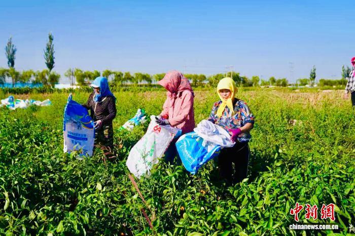 黄河“几字弯”丰收图鉴:从“一季旺”到“四季兴”