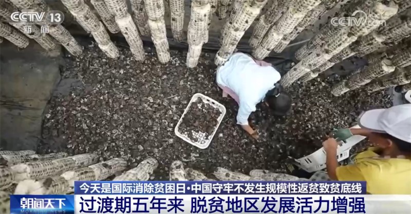 一组组数据映照“稳稳的幸福”  中国守牢不发生规模性返贫致贫底线