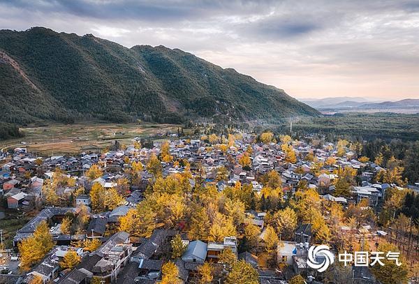 错过再等一年!全国银杏观赏地图来了