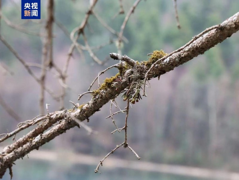 新物种+1 四川发现九寨沟盆距兰