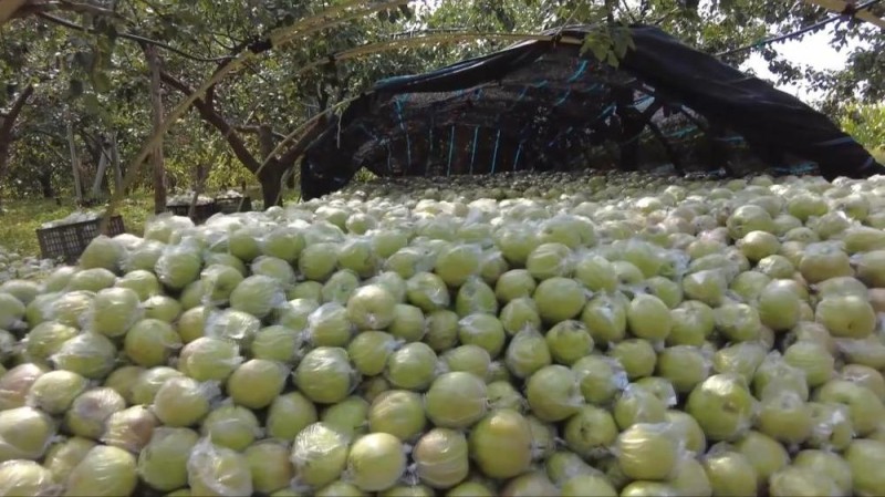 新华视点丨金秋丰收绘新景 乡村振兴谱华章