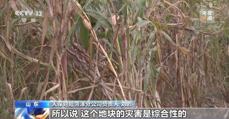 遭遇连阴雨如何保收？总台记者直击秋粮抢收一线