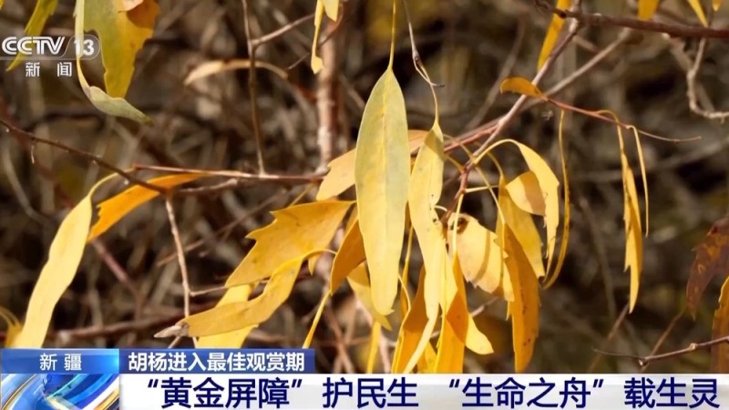 塔里木河秋日限定 胡杨映水绘就一幅流动油画