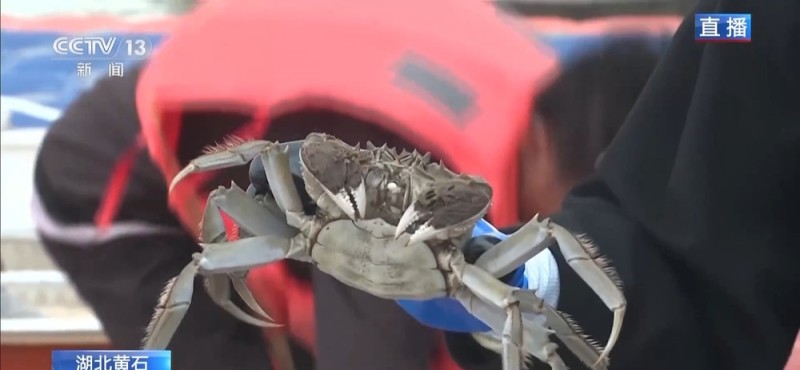 视频丨10万亩生态蟹即将发往餐桌 工人师傅教你如何挑选“满膏蟹”