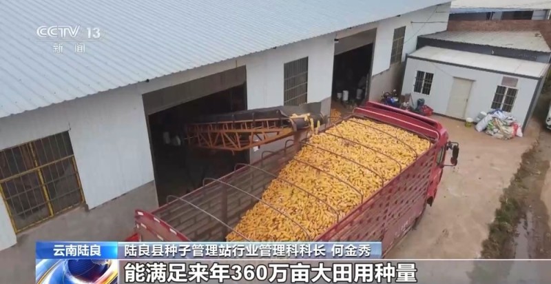 秋收时节秋雨绵绵 各地抢收抢烘确保秋粮颗粒归仓