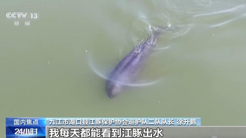 构建“空天地一体”智慧监测网络 我国长江江豚种群数量持续增长