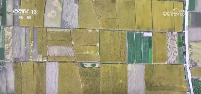 厘米级精度收割、“农田哨兵”应用……秋收“科技范儿”为粮食安全注入新动能