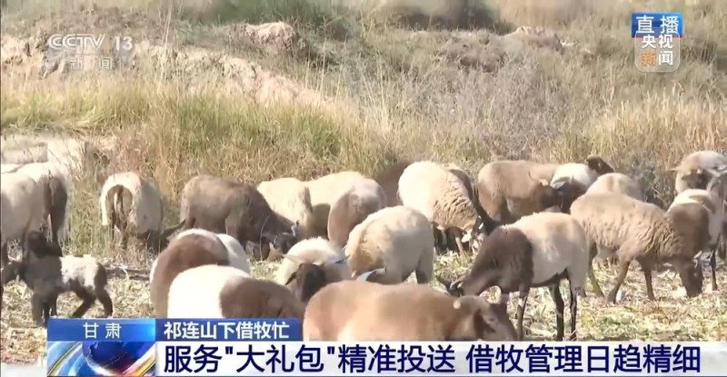 65万牛羊异地过冬 借牧双方资源互补催生产业新模式