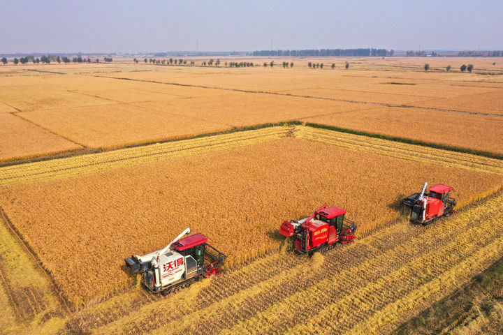 端牢中国饭碗 共护大国粮仓――写在第45个世界粮食日到来之际