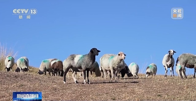 65万牛羊异地过冬 借牧双方资源互补催生产业新模式