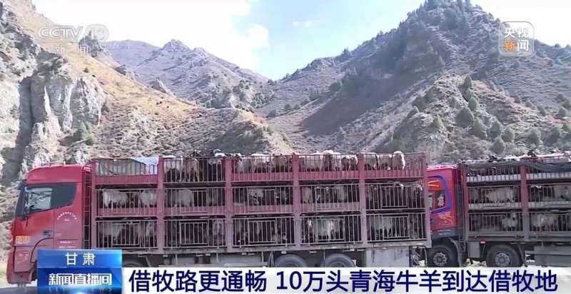 65万牛羊异地过冬 借牧双方资源互补催生产业新模式