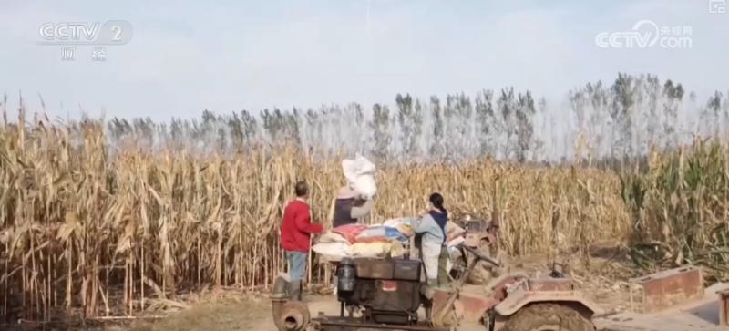科技服务秋收 无人机架起空中“运粮桥”确保秋粮应收尽收