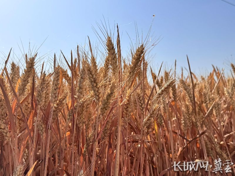 冀云深度丨中国饭碗，穰穰满家