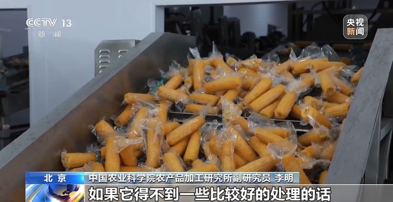 如何挑选口感好品质佳的鲜食玉米?这份指南请收好