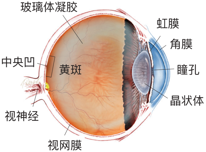 一副 AI 眼镜,让 500 万盲人有了重见光明的希望