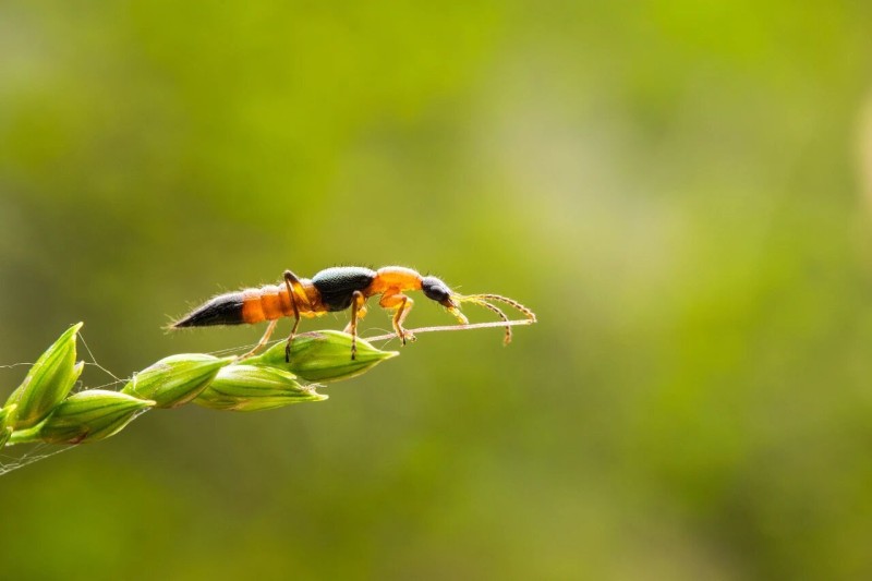 近期“飞行的硫酸”活跃，遇到千万别拍！