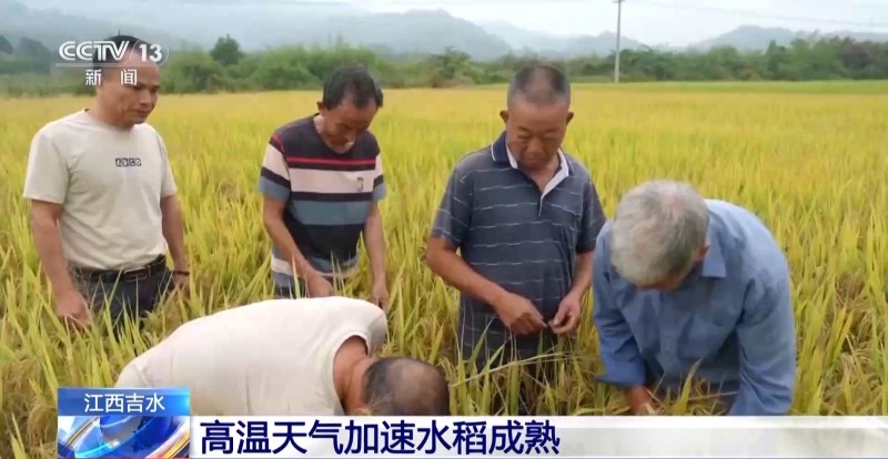从收割到仓储 看智慧农业如何“拿捏”粮食安全