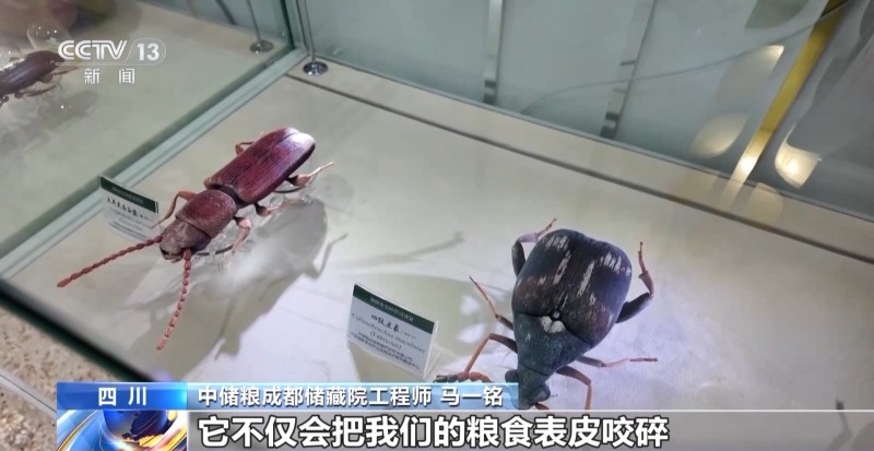 粮食入库进入“AI全自动时代” 探秘大国粮仓科技底色